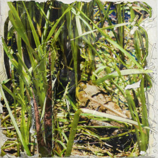 Elaine Carr at Sivarulrasa Gallery